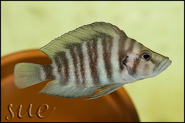 Altolamprologus compressiceps 'Cape Nangu'